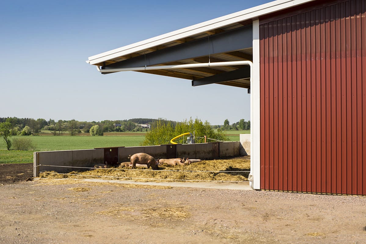 Grisstall, Mariestad | BYGGLANT