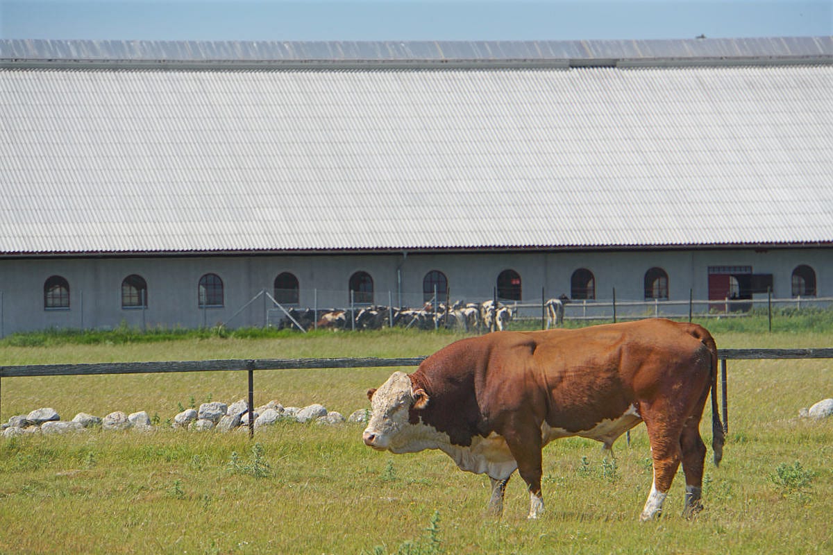 Rekryteringsstall, Öland