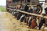 Rekryteringsstall, Öland