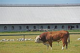 Rekryteringsstall, Öland
