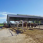 Djurstall, Töreboda | BORGA
