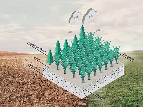 Koldioxidkrediter som går längre än hållbarhet | Borga ❤ Jord