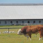 Rekryteringsstall, Öland