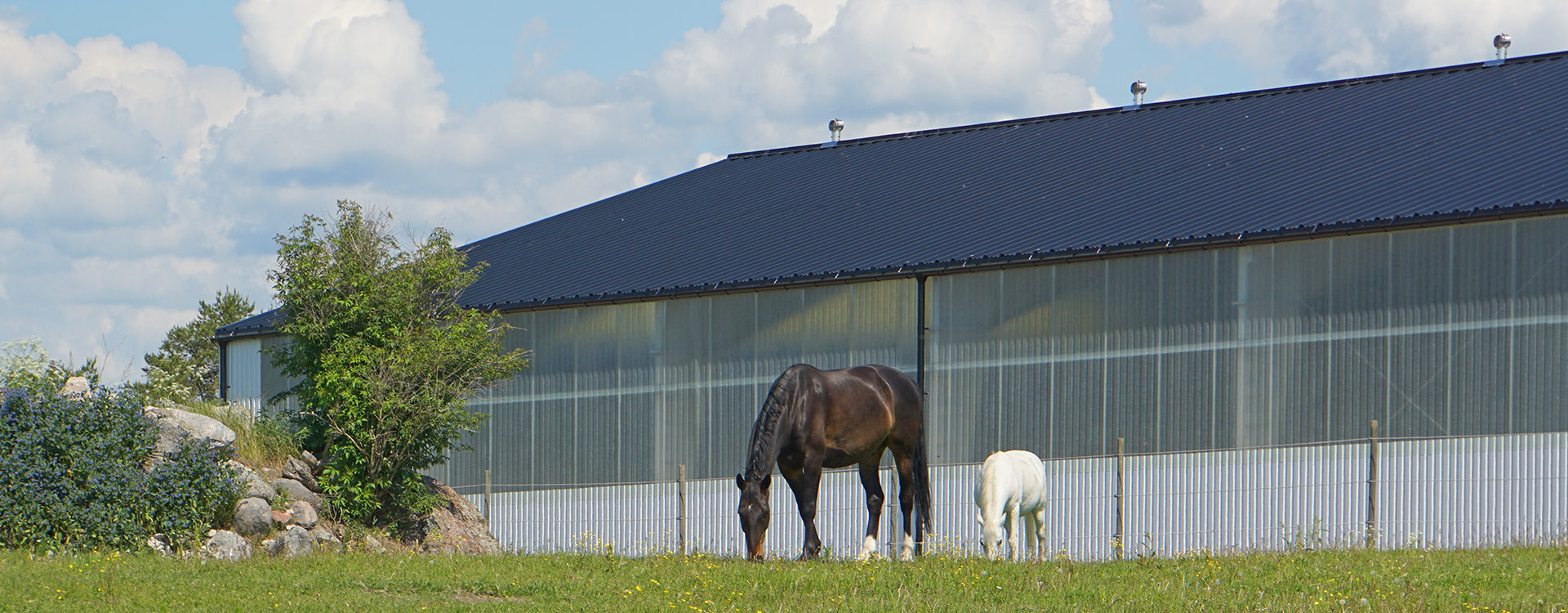 Betande hästar med ridhus i bakgrunden